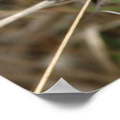 ローンシスル ポスター (角)