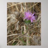 ローンシスル ポスター (正面)