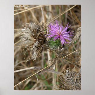 ローンシスル ポスター