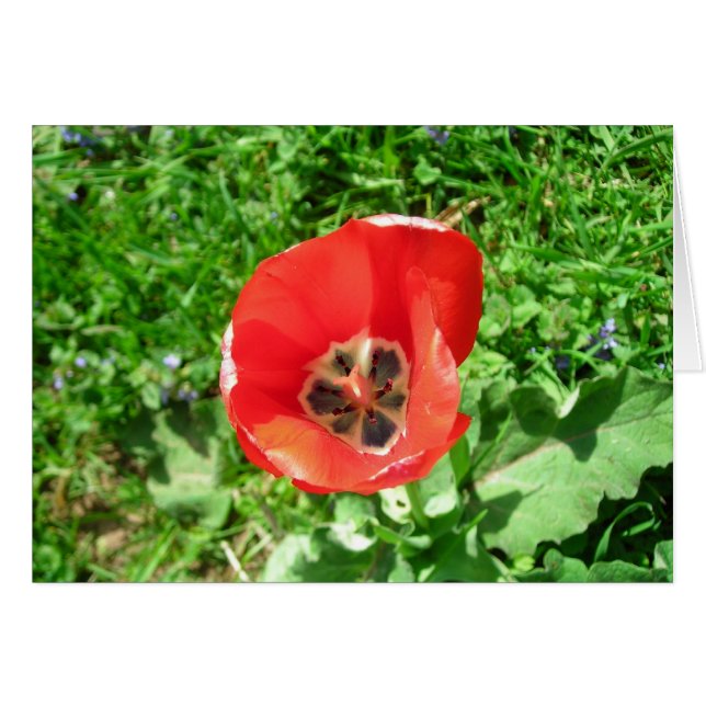 ローンチューリップ (正面横)