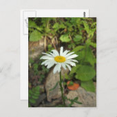 ローンデイジー ポストカード (正面/裏面)