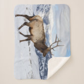 ローンブルエルク |イエローストーン国立公園 シェルパブランケット (正面)