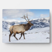 ローンブルエルク |イエローストーン国立公園 フォトプラーク (正面)