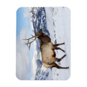 ローンブルエルク |イエローストーン国立公園 マグネット (縦)