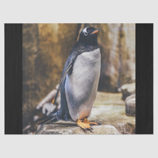 ローンペンギンティッシュペーパー 薄葉紙 (正面)