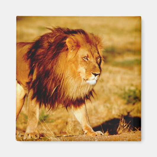 ローンライオン マグネット (正面)