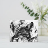 ローン・デザート・コヨーテ2005年マーティン ポストカード (スタンド正面)