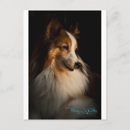 ロー鍵シェトランドシープドッグ ポストカード (正面)