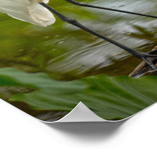 ロ素晴らしグ写真の上の白いヘロン ポスター (角)