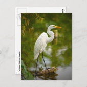 ロ素晴らしグ写真の上の白いヘロン ポストカード (正面/裏面)