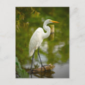 ロ素晴らしグ写真の上の白いヘロン ポストカード (正面)