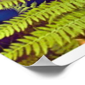 ロ葉ワン・ブレア・コルバーによるシダの ポスター (角)