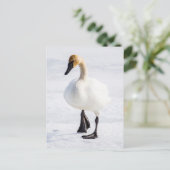 ワイオミングの国民のオオシカの非難、ナキハクチョウ1 ポストカード (スタンド正面)