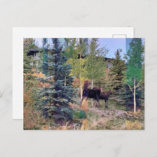 ワイオミングはがきワイルドムース ポストカード (正面/裏面)
