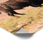 ワイオミングイエローストーン国立公園のバイソン ポスター (角)