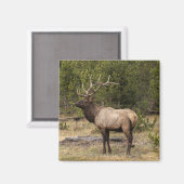 ワイオミングイエローストーン国立公園 マグネット (正面/裏面)