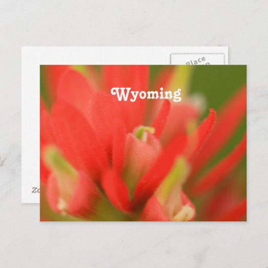 ワイオミングインディアンペイントブラシ ポストカード (正面/裏面)