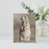 ワイオミング州サブレット郡ホワイトテール草原 ポストカード (スタンド正面)