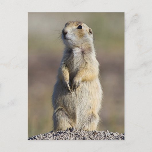 ワイオミング州サブレット郡ホワイトテール草原 ポストカード (正面)