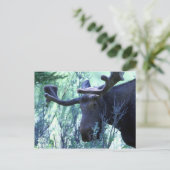 ワイオミング州ジャクソンホールでムース ポストカード (スタンド正面)