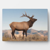 ワイオミング州マンモスの近くの雄のワピチ フォトプラーク (正面)
