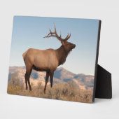 ワイオミング州マンモスの近くの雄のワピチ フォトプラーク (側面)