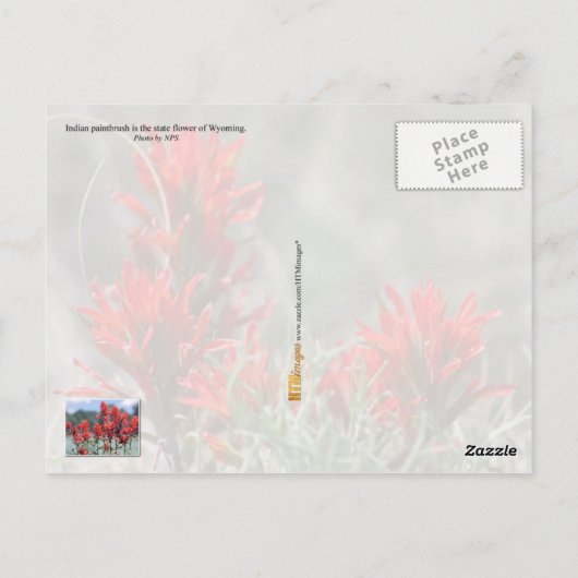 ワイオミング州花:インディアンペイントブラシ ポストカード (裏面)