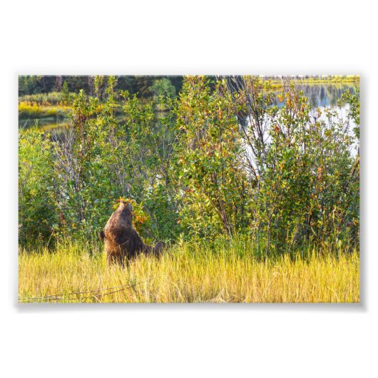 ワイオミング食べテトンベアの果実 フォトプリント (正面)