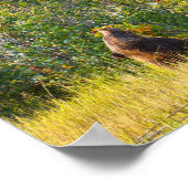 ワイオミング食べテトンベアの果実 ポスター (角)