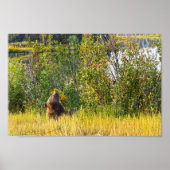 ワイオミング食べテトンベアの果実 ポスター (正面)