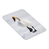 ワイオミング，ナショナルエルクの避難所，トランピーター・スワン マグネット (右側)