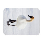 ワイオミング，ナショナルエルクの避難所，トランピーター・スワン マグネット (横)