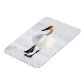 ワイオミング，ナショナルエルクの避難所，トランピーター・スワン マグネット (左側)