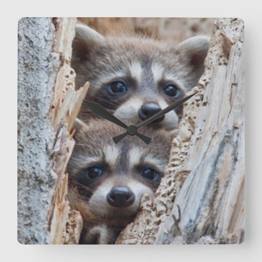 ワイオミング、リンカーン郡のアライグマ スクエア壁時計 (正面)