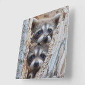 ワイオミング、リンカーン郡のアライグマ スクエア壁時計 (傾斜)