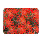 ワイオミング、リンカーン郡、砂漠のペイントブラシ マグネット (横)