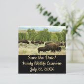 ワイオミンバイソン自然動物写真 (スタンド正面)