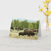 ワイオミンバイソン自然動物写真 カード (黄色い花)
