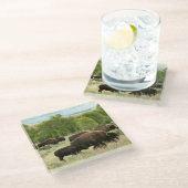 ワイオミンバイソン自然動物写真 ガラスコースター (アングル)