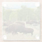 ワイオミンバイソン自然動物写真 ガラスコースター (裏面)