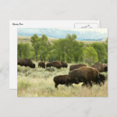 ワイオミンバイソン自然動物写真 ポストカード (正面/裏面)