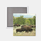 ワイオミンバイソン自然動物写真 マグネット (正面/裏面)
