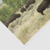 ワイオミンバイソン自然動物写真 薄葉紙 (詳細)