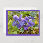 ワイオレットのポストカード ポストカード (正面/裏面)