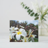 ワイコロアプラメリアハガキ1 ポストカード (スタンド正面)