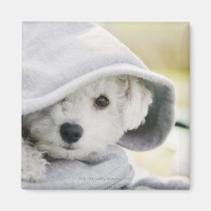 ワイシャツのフードを身に着けている白い犬 マグネット
