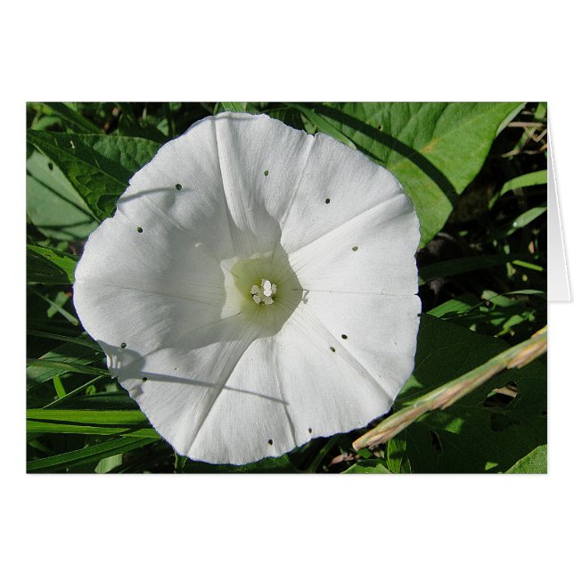 ワイスウィンデンブリュート、グルスカルテ、ブランコ (正面横)