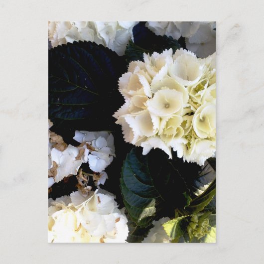 ワイスブリュヘンダーバレンストック ポストカード (正面)