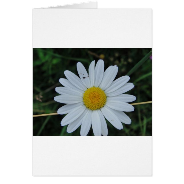 ワイスマーゲライトオーフストンヘン (正面)