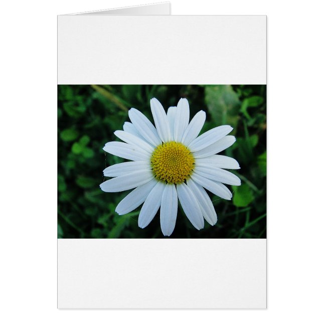 ワイスマージェライト (正面)